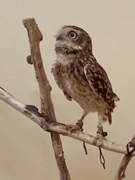 サンシャイン水族館に投稿された画像（2021/3/28）