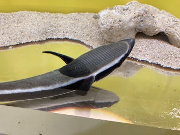 サンシャイン水族館に投稿された画像（2021/3/28）