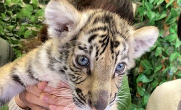 しろとり動物園に投稿された画像（2021/3/28）