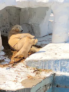 天王寺動物園に投稿された画像（2021/3/28）