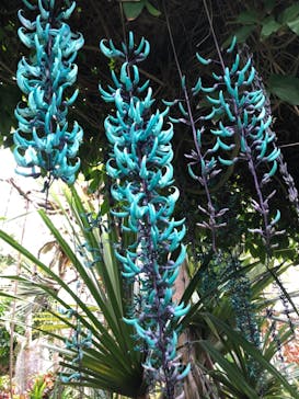 熱川バナナワニ園に投稿された画像（2021/3/28）