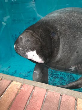 熱川バナナワニ園に投稿された画像（2021/3/28）