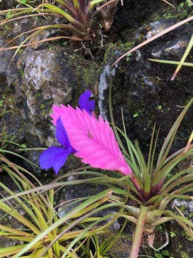 熱川バナナワニ園に投稿された画像（2021/3/28）