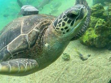 横浜・八景島シーパラダイスに投稿された画像（2021/3/28）