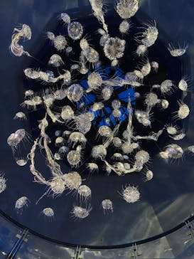 横浜・八景島シーパラダイスに投稿された画像（2021/3/28）