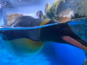 横浜・八景島シーパラダイスに投稿された画像（2021/3/28）