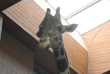 天王寺動物園に投稿された画像（2021/3/28）