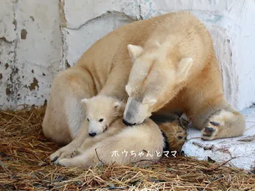 天王寺動物園に投稿された画像（2021/3/28）