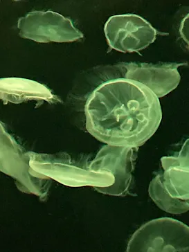 すみだ水族館に投稿された画像（2021/3/28）