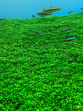 すみだ水族館に投稿された画像（2021/3/28）