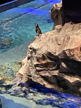 すみだ水族館に投稿された画像（2021/3/28）