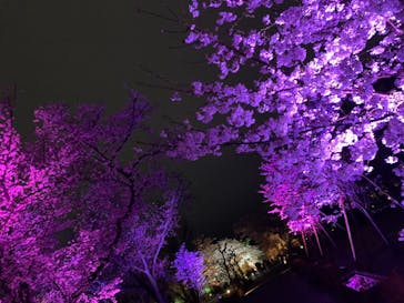 二条城×ネイキッド 二条城夏まつり2021に投稿された画像（2021/3/28）