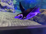 すみだ水族館に投稿された画像（2021/3/29）