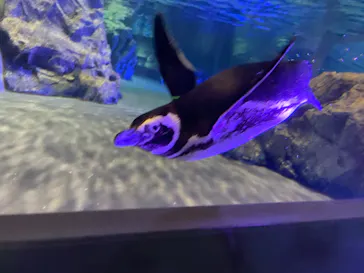 すみだ水族館に投稿された画像（2021/3/28）