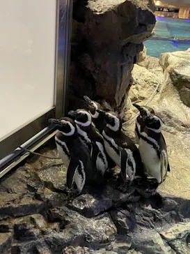 すみだ水族館に投稿された画像（2021/3/28）