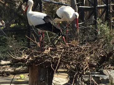 天王寺動物園に投稿された画像（2021/3/28）