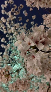 二条城×ネイキッド 二条城夏まつり2021に投稿された画像（2021/3/28）