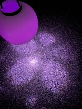 二条城×ネイキッド 二条城夏まつり2021に投稿された画像（2021/3/28）