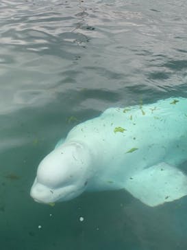 横浜・八景島シーパラダイスに投稿された画像（2021/3/28）