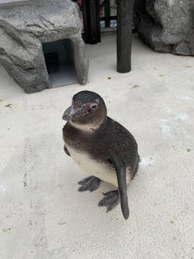 横浜・八景島シーパラダイスに投稿された画像（2021/3/29）