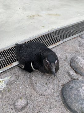 横浜・八景島シーパラダイスに投稿された画像（2021/3/29）
