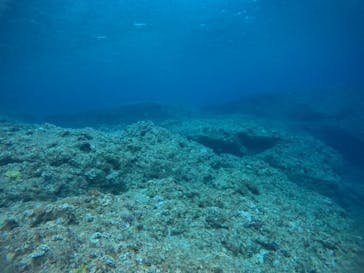 武藤潜水に投稿された画像（2021/3/29）