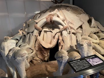 国立科学博物館に投稿された画像（2021/3/29）