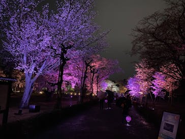 二条城×ネイキッド 二条城夏まつり2021に投稿された画像（2021/3/29）