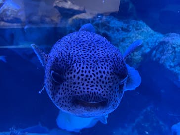 マクセル アクアパーク品川に投稿された画像（2021/3/29）