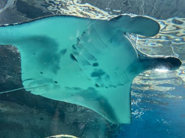 マクセル アクアパーク品川に投稿された画像（2021/3/29）