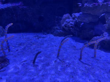 マクセル アクアパーク品川に投稿された画像（2021/3/29）