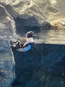 マクセル アクアパーク品川に投稿された画像（2021/3/29）