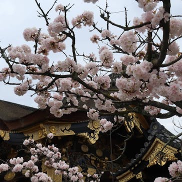 元離宮二条城に投稿された画像（2021/3/29）