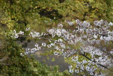 三溪園に投稿された画像（2021/3/29）