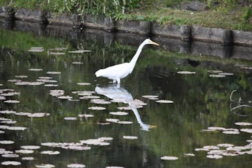 三溪園に投稿された画像（2021/3/29）