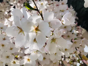 天王寺動物園に投稿された画像（2021/3/29）