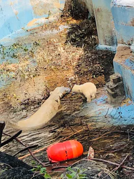 天王寺動物園に投稿された画像（2021/3/29）