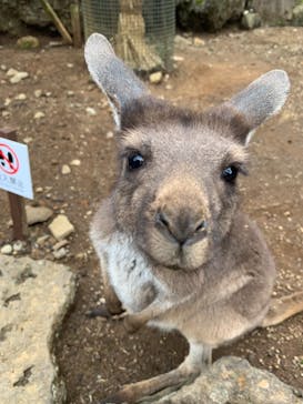 伊豆シャボテン動物公園に投稿された画像（2021/3/29）