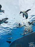 サンシャイン水族館に投稿された画像（2021/3/29）