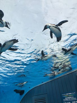 サンシャイン水族館に投稿された画像（2021/3/29）