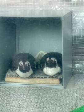 サンシャイン水族館に投稿された画像（2021/3/29）