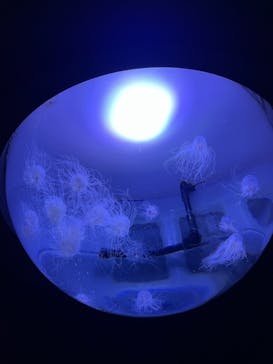 サンシャイン水族館に投稿された画像（2021/3/29）