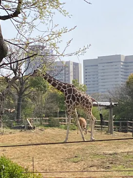 天王寺動物園に投稿された画像（2021/3/29）