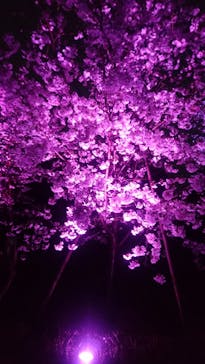 二条城×ネイキッド 二条城夏まつり2021に投稿された画像（2021/3/29）