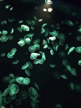 すみだ水族館に投稿された画像（2021/3/29）