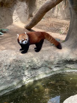 神戸どうぶつ王国に投稿された画像（2021/3/29）