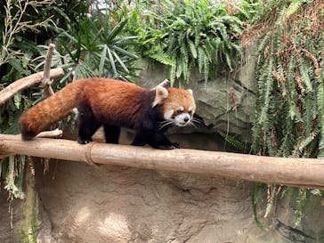 神戸どうぶつ王国に投稿された画像（2021/3/29）