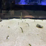 すみだ水族館に投稿された画像（2021/3/29）