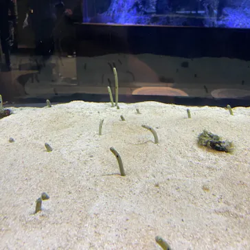 すみだ水族館に投稿された画像（2021/3/29）