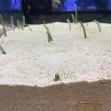 すみだ水族館に投稿された画像（2021/3/29）